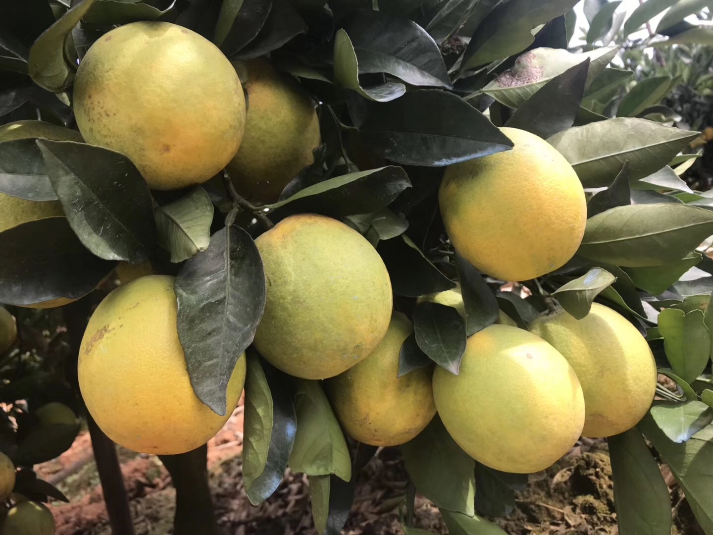 湖南樹(shù)人農(nóng)林科技有限公司,湖南柑橘品種銷售,中國(guó)果樹(shù)網(wǎng),常綠果樹(shù)類哪里好