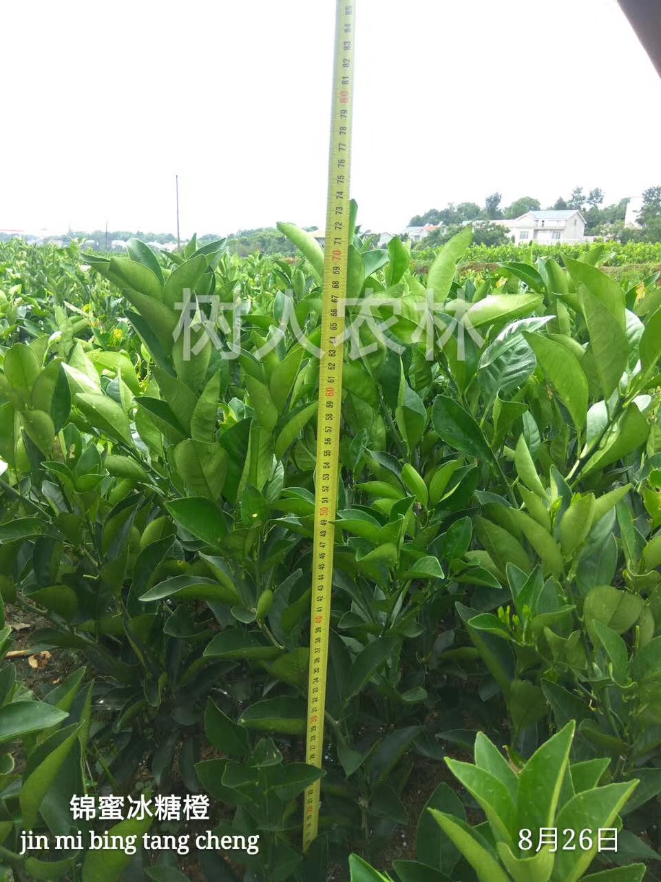 湖南樹(shù)人農(nóng)林科技有限公司,湖南柑橘品種銷售,中國(guó)果樹(shù)網(wǎng),常綠果樹(shù)類哪里好