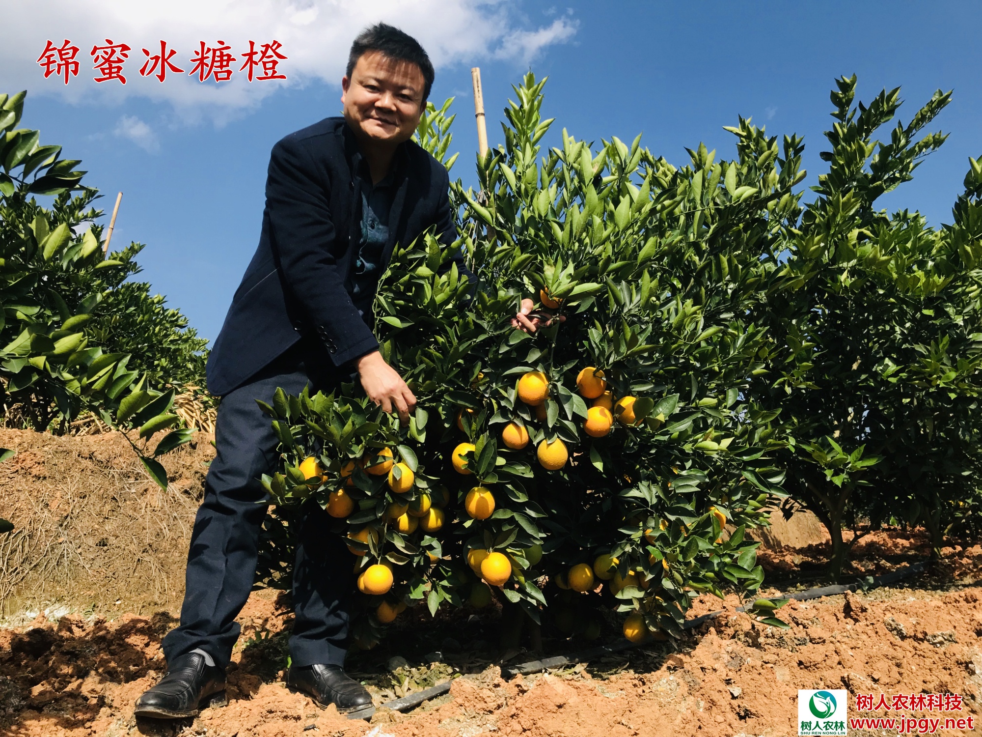 湖南樹(shù)人農(nóng)林科技有限公司,湖南柑橘品種銷售,中國(guó)果樹(shù)網(wǎng),常綠果樹(shù)類哪里好