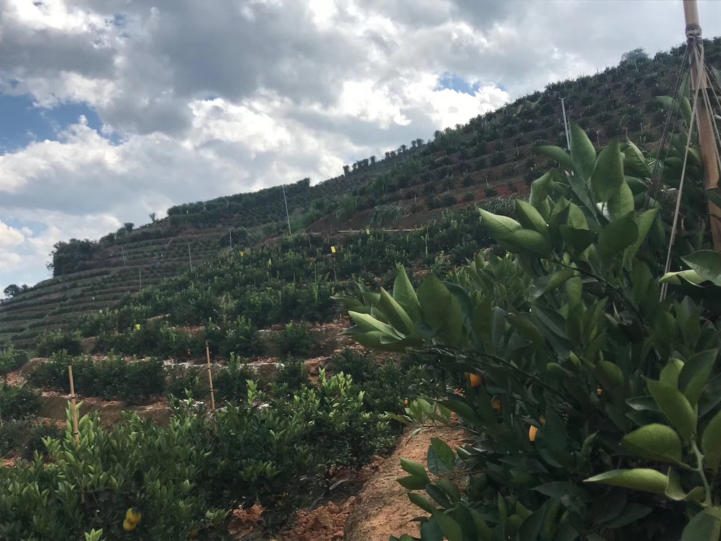 湖南樹(shù)人農(nóng)林科技有限公司,湖南柑橘品種銷售,中國(guó)果樹(shù)網(wǎng),常綠果樹(shù)類哪里好