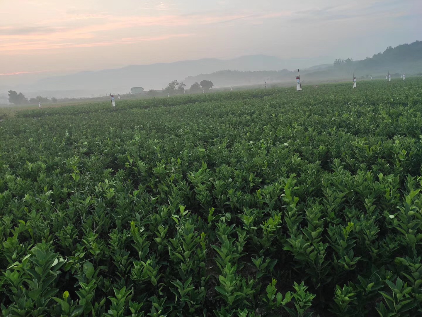 湖南樹(shù)人農(nóng)林科技有限公司,湖南柑橘品種銷售,中國(guó)果樹(shù)網(wǎng),常綠果樹(shù)類哪里好