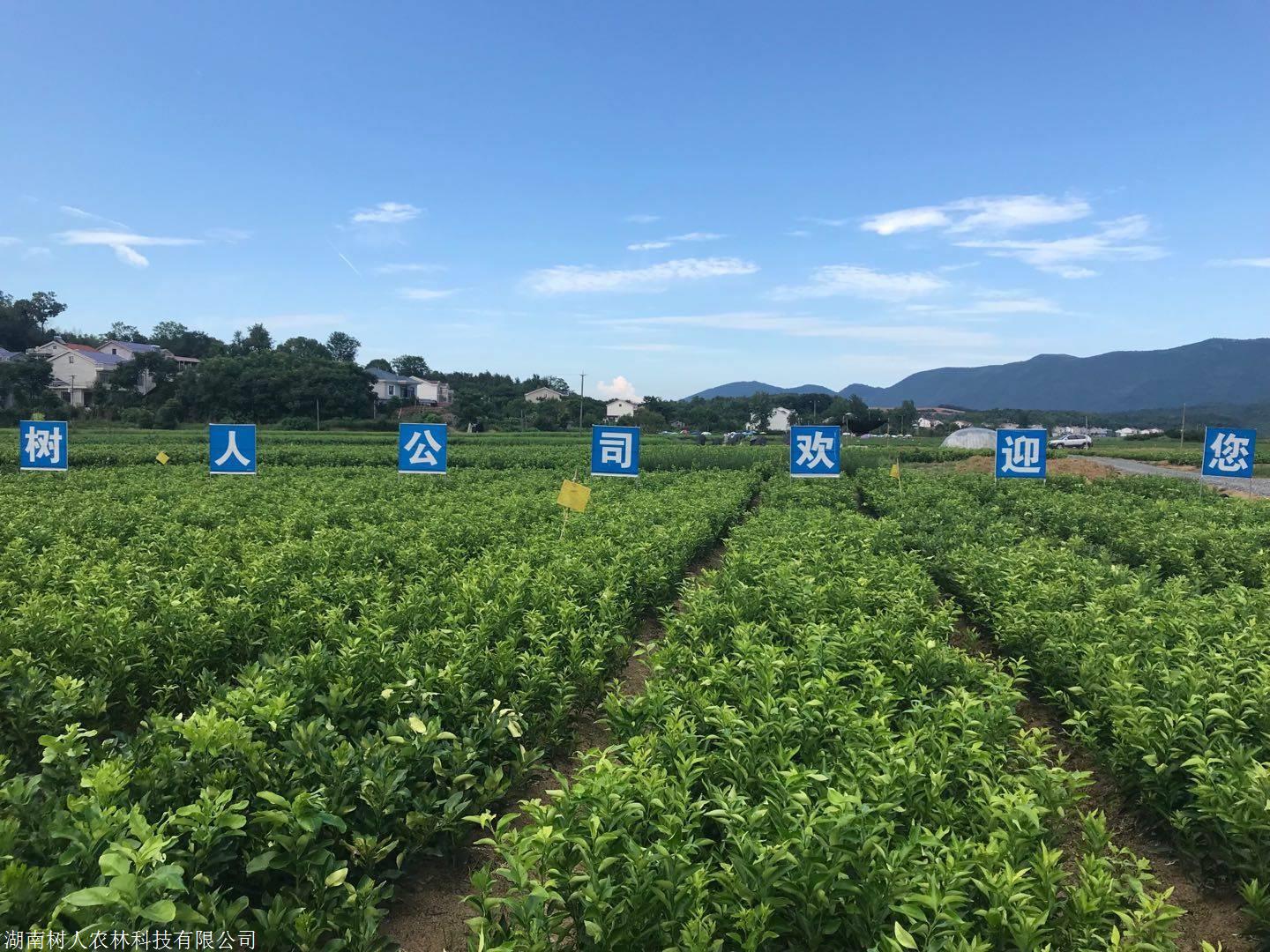湖南樹人農(nóng)林科技有限公司,湖南柑橘品種銷售,中國果樹網(wǎng),常綠果樹類哪里好 湖南樹人農(nóng)林科技有限公司,湖南柑橘品種銷售,中國果樹網(wǎng),常綠果樹類哪里好