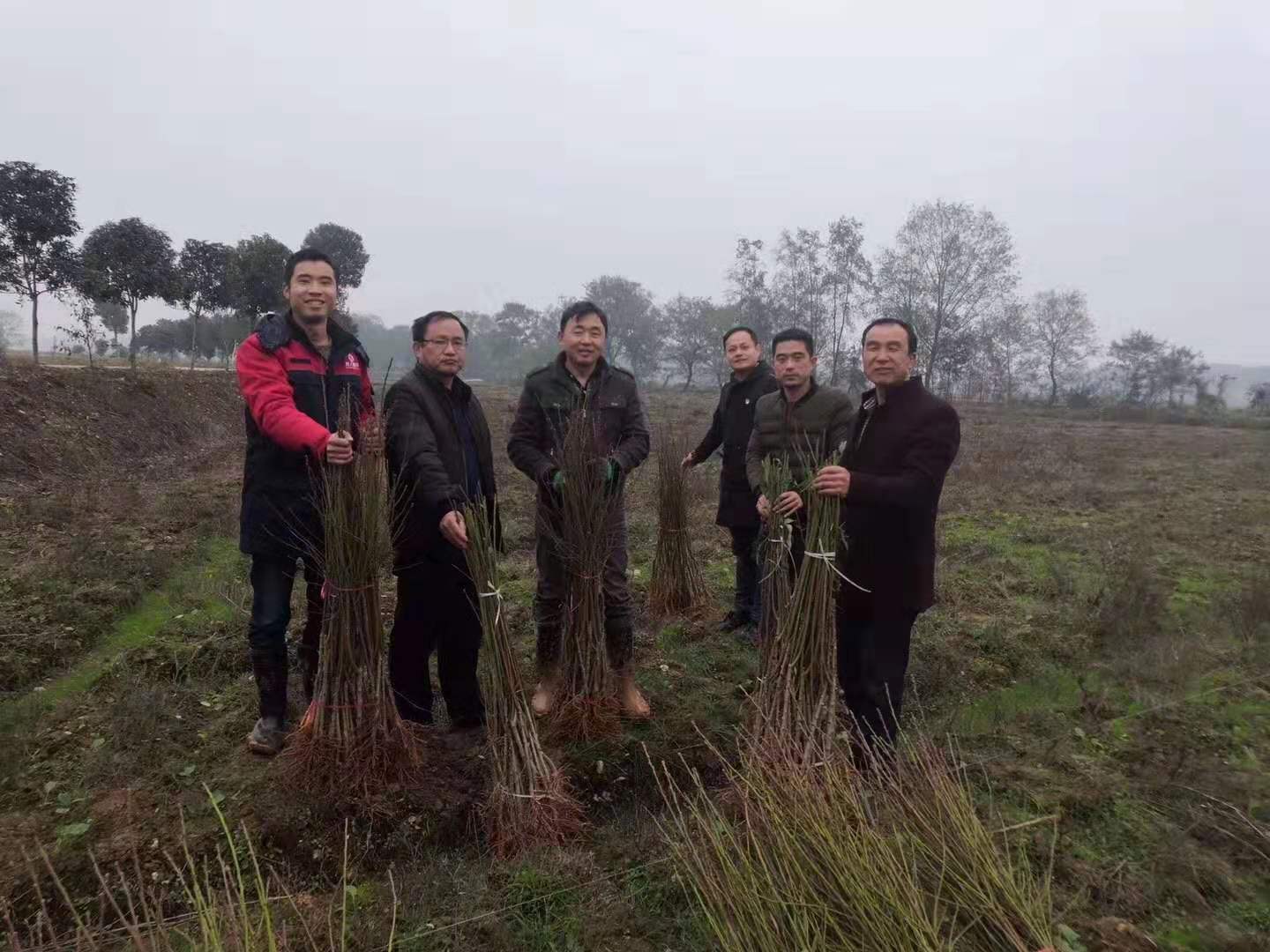 湖南樹人農(nóng)林科技有限公司,湖南柑橘品種銷售,中國果樹網(wǎng),常綠果樹類哪里好