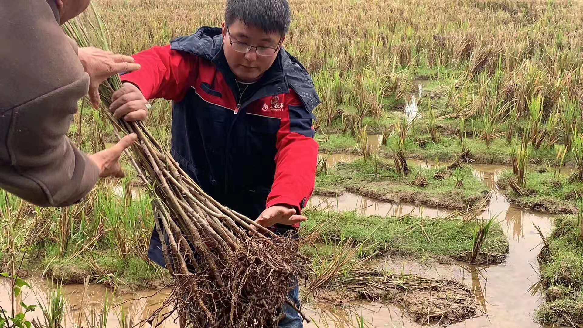 湖南樹人農(nóng)林科技有限公司,湖南柑橘品種銷售,中國果樹網(wǎng),常綠果樹類哪里好