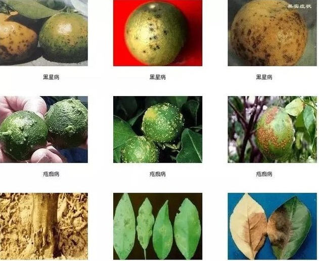 湖南樹人農林科技有限公司,湖南柑橘品種銷售,中國果樹網,常綠果樹類哪里好