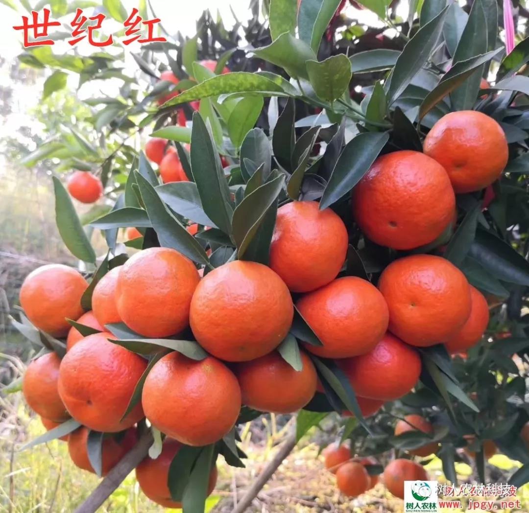 湖南樹人農林科技有限公司,湖南柑橘品種銷售,中國果樹網,常綠果樹類哪里好