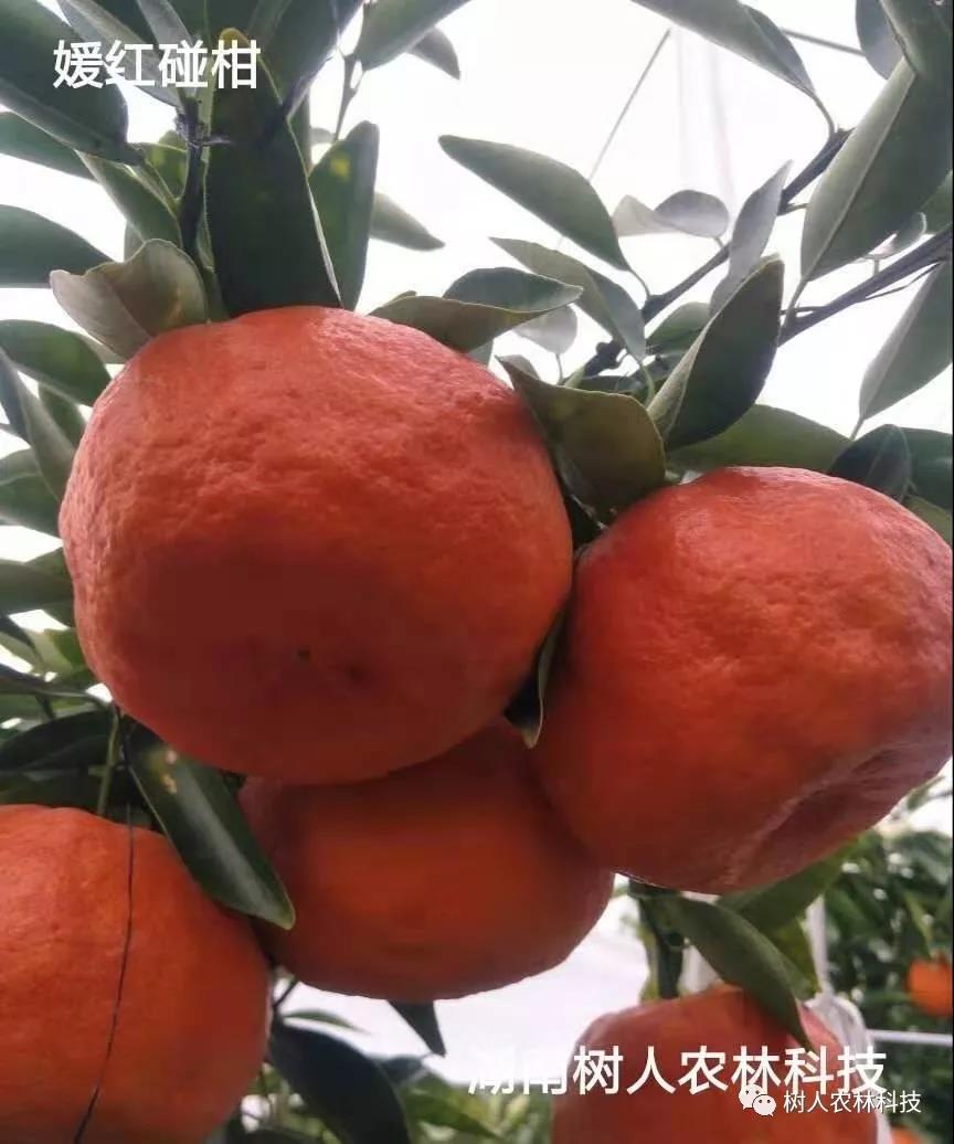 湖南樹人農林科技有限公司,湖南柑橘品種銷售,中國果樹網,常綠果樹類哪里好