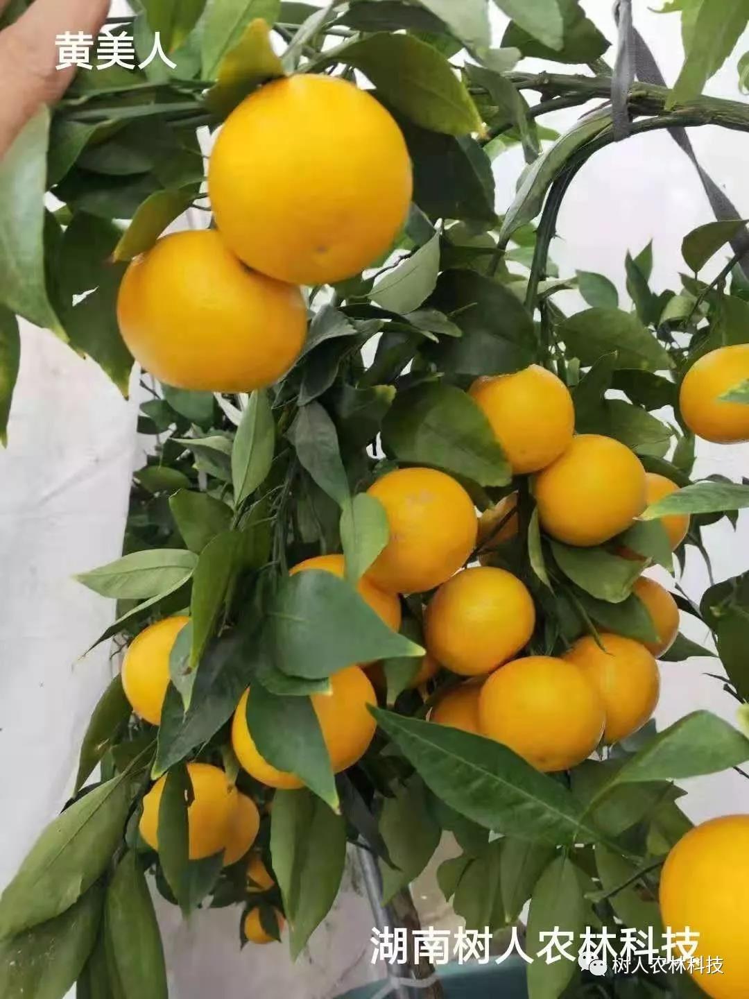 湖南樹人農林科技有限公司,湖南柑橘品種銷售,中國果樹網,常綠果樹類哪里好
