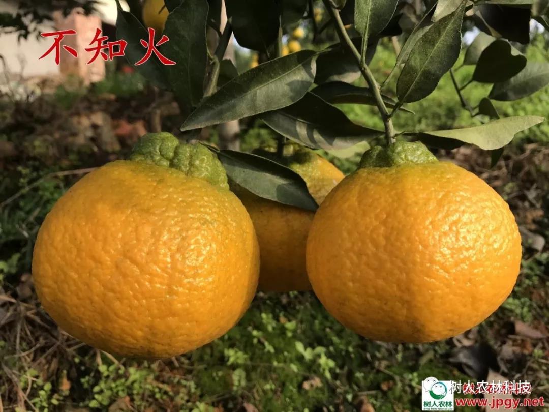 湖南樹人農林科技有限公司,湖南柑橘品種銷售,中國果樹網,常綠果樹類哪里好