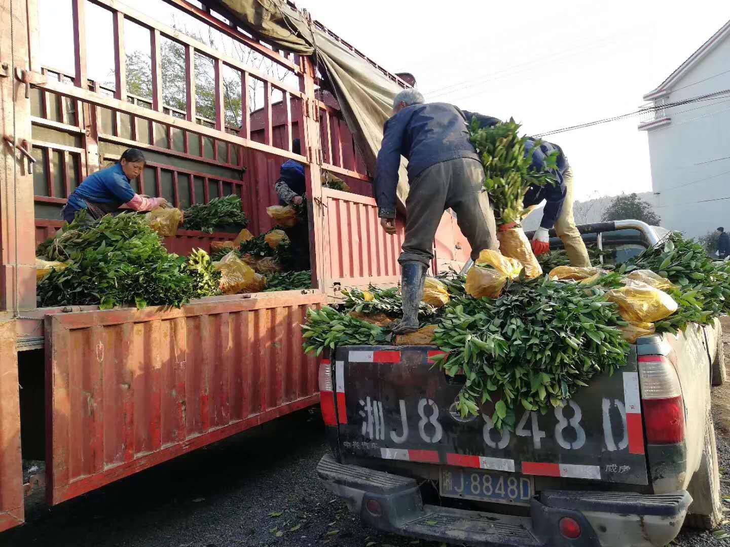 湖南樹人農林科技有限公司,湖南柑橘品種銷售,中國果樹網,常綠果樹類哪里好