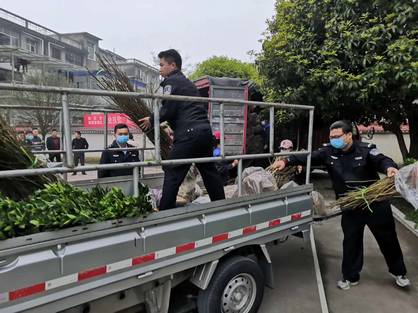 湖南樹人農林科技有限公司,湖南柑橘品種銷售,中國果樹網,常綠果樹類哪里好