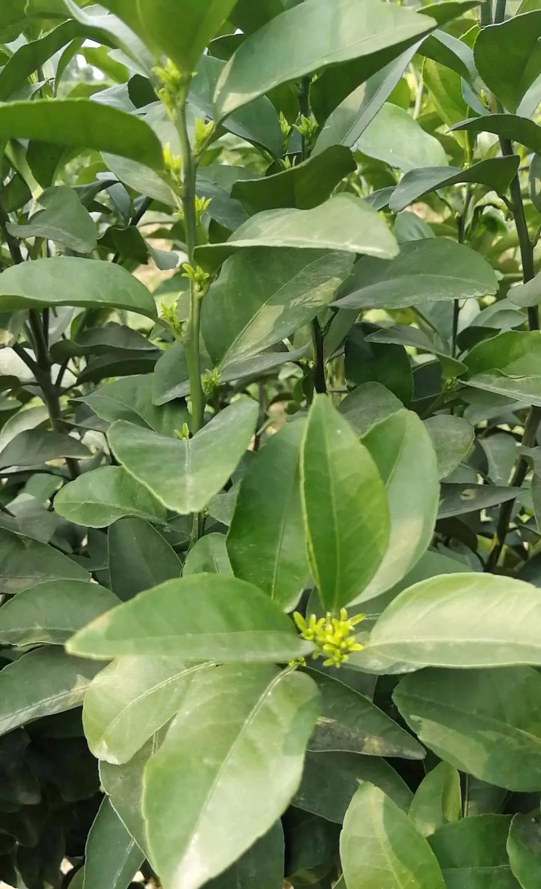 特種栽培技術(shù)