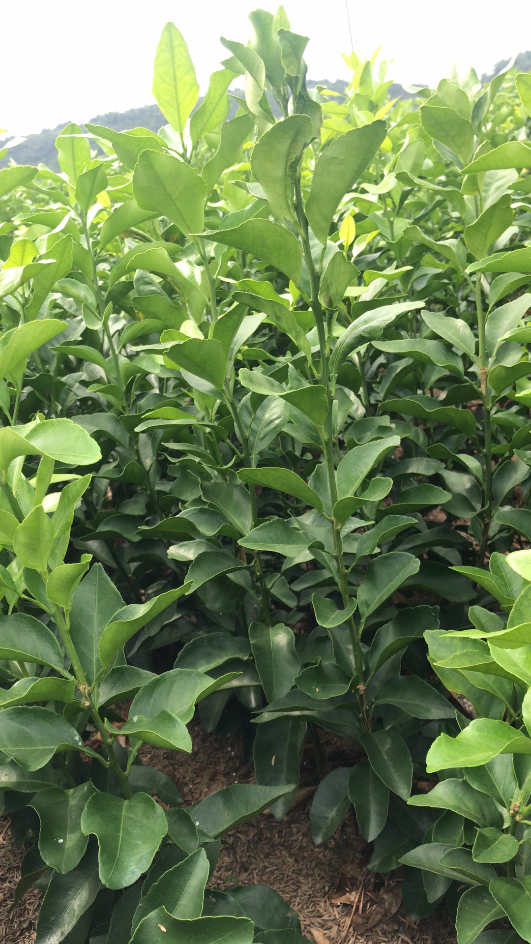 特種栽培技術(shù)