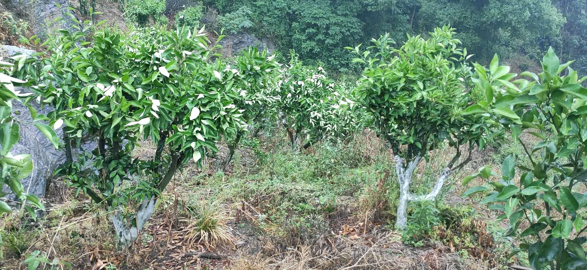 湖南樹人農林科技有限公司,湖南柑橘品種銷售,中國果樹網,常綠果樹類哪里好