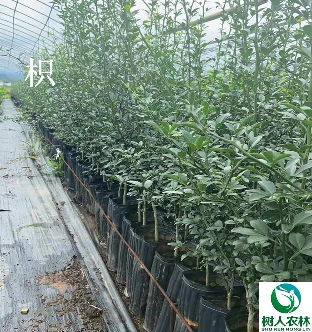 湖南樹人農(nóng)林科技有限公司,湖南柑橘品種銷售,中國果樹網(wǎng),常綠果樹類哪里好