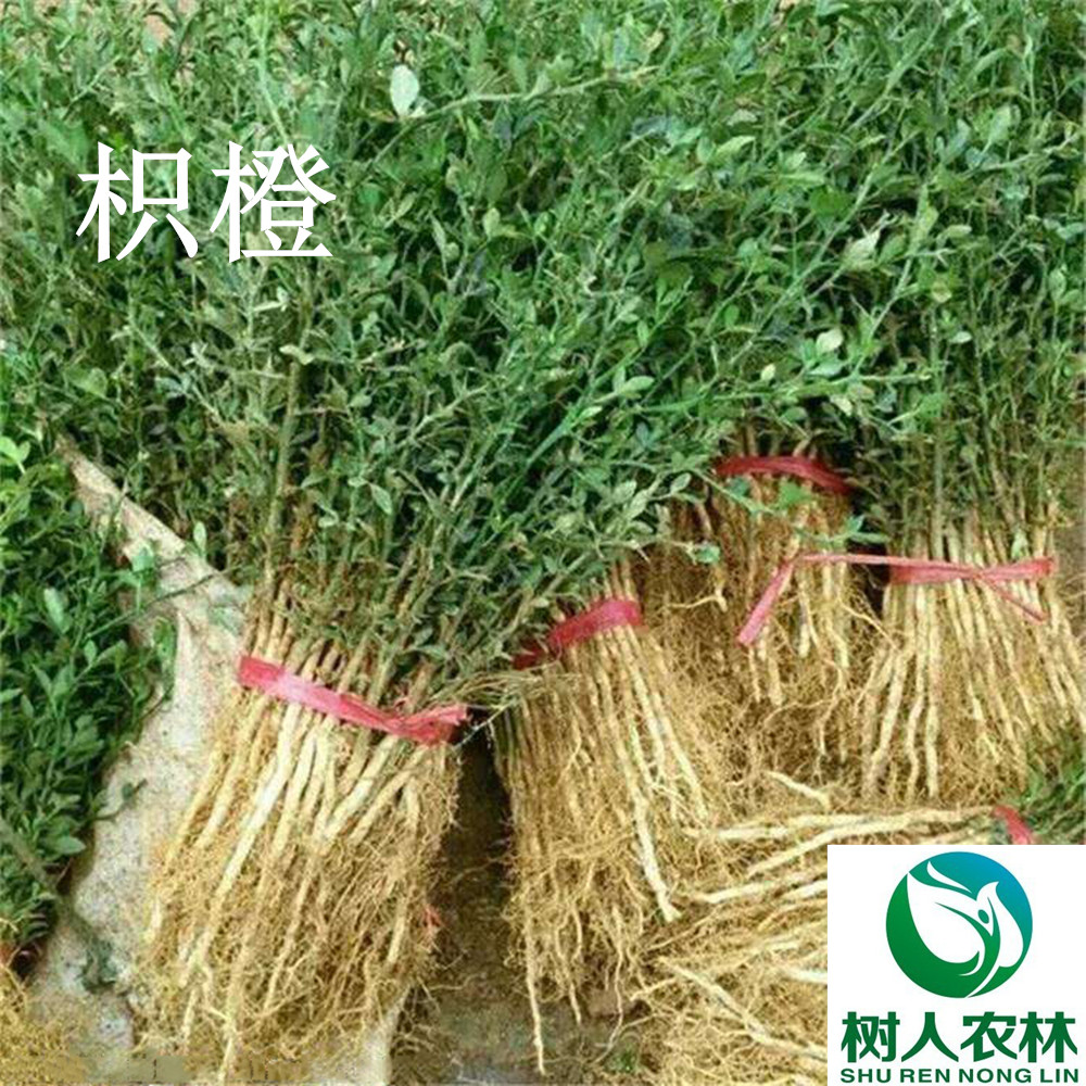 湖南樹人農(nóng)林科技有限公司,湖南柑橘品種銷售,中國果樹網(wǎng),常綠果樹類哪里好