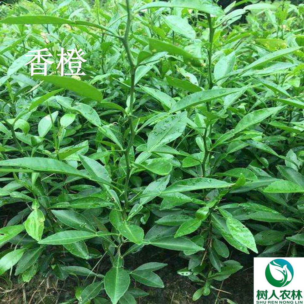 湖南樹人農(nóng)林科技有限公司,湖南柑橘品種銷售,中國果樹網(wǎng),常綠果樹類哪里好