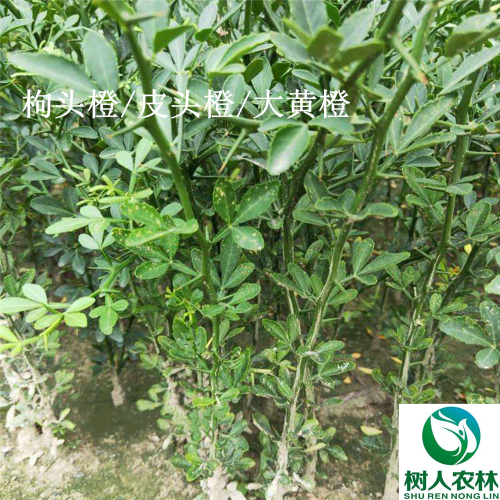 湖南樹人農(nóng)林科技有限公司,湖南柑橘品種銷售,中國果樹網(wǎng),常綠果樹類哪里好