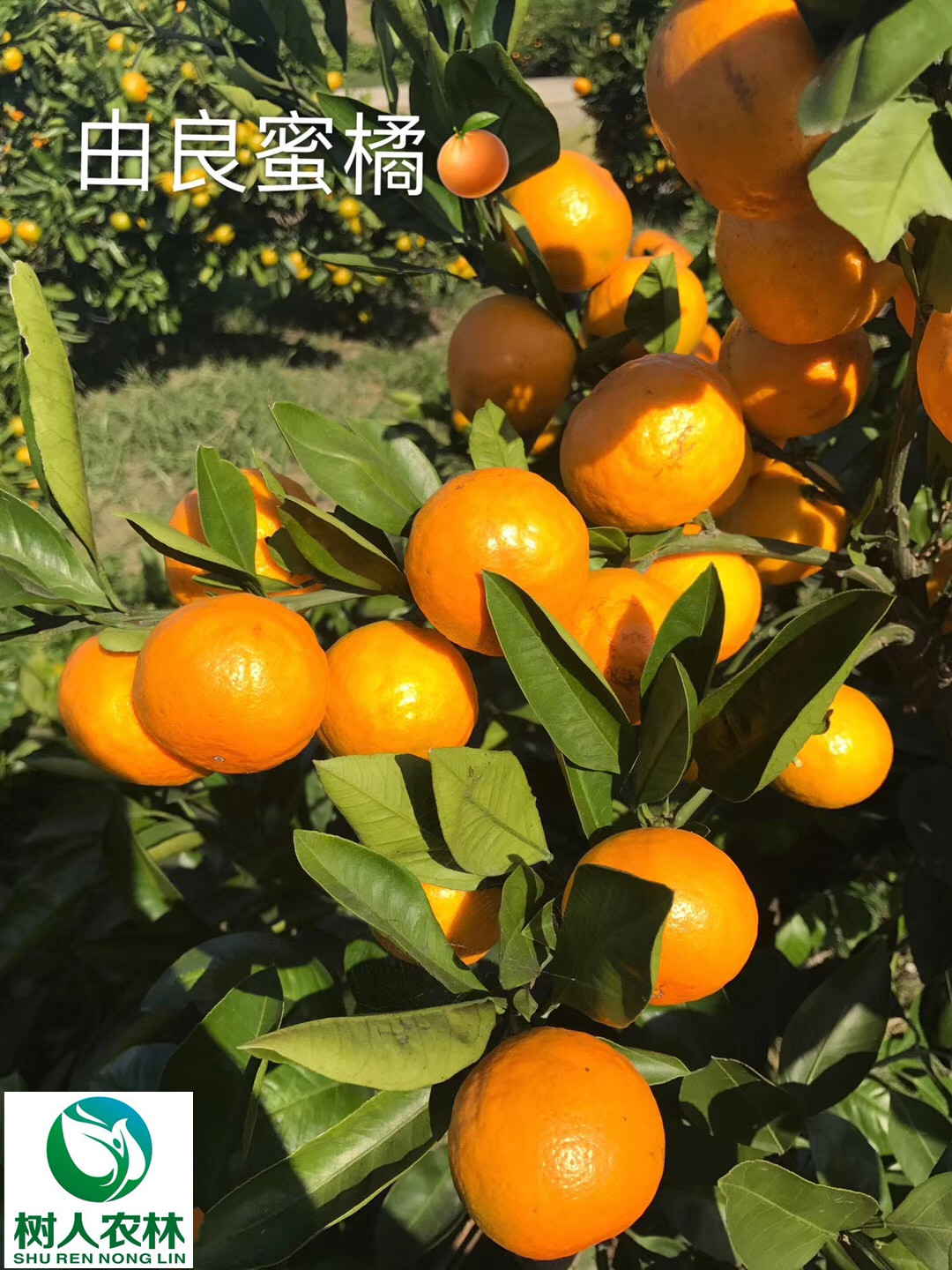 湖南樹人農林科技有限公司,湖南柑橘品種銷售,中國果樹網,常綠果樹類哪里好