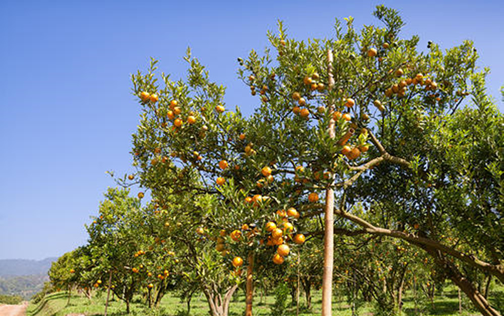 湖南樹人農林科技有限公司,湖南柑橘品種銷售,中國果樹網,常綠果樹類哪里好