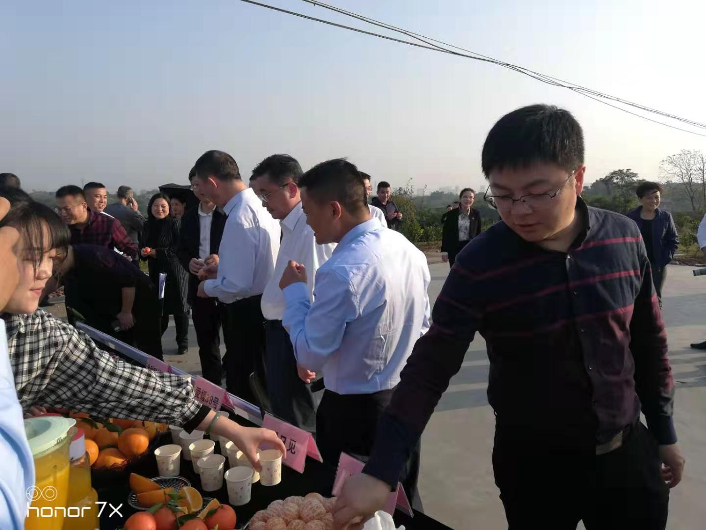 湖南樹人農林科技有限公司,湖南柑橘品種銷售,中國果樹網,常綠果樹類哪里好