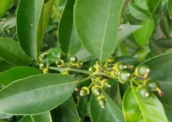 湖南樹人農(nóng)林科技有限公司,湖南柑橘品種銷售,中國果樹網(wǎng),常綠果樹類哪里好