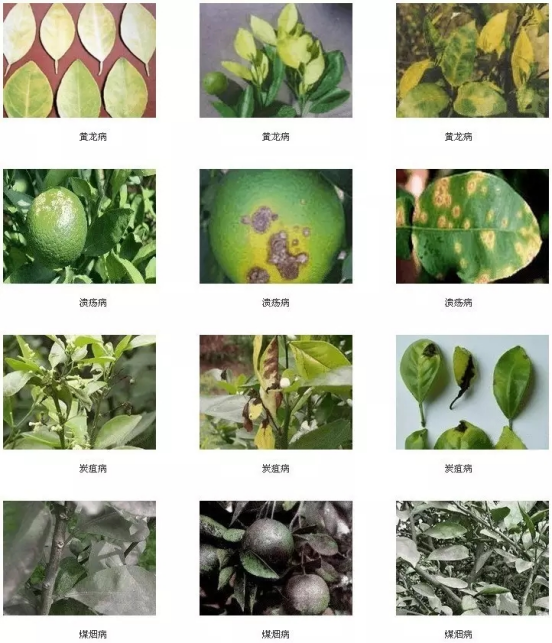 湖南樹人農(nóng)林科技有限公司,湖南柑橘品種銷售,中國果樹網(wǎng),常綠果樹類哪里好