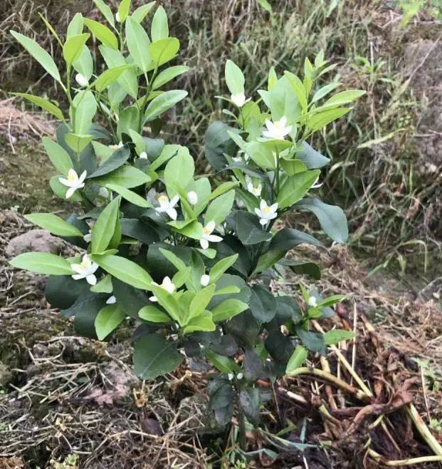 湖南樹人農(nóng)林科技有限公司,湖南柑橘品種銷售,中國果樹網(wǎng),常綠果樹類哪里好