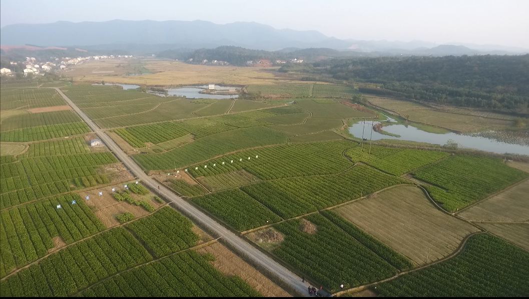 湖南樹人農林科技有限公司,湖南柑橘品種銷售,中國果樹網,常綠果樹類哪里好