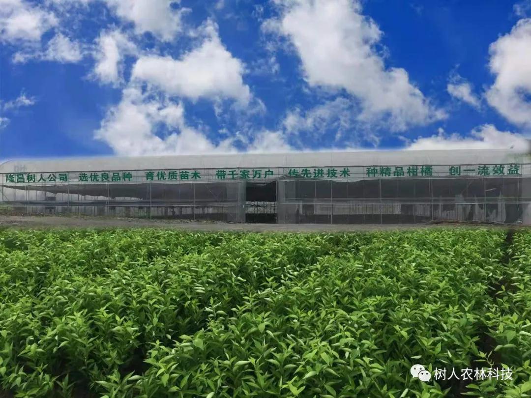 湖南樹人農林科技有限公司,湖南柑橘品種銷售,中國果樹網,常綠果樹類哪里好