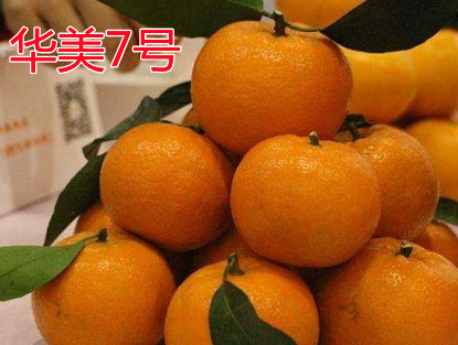 湖南樹人農(nóng)林科技有限公司,湖南柑橘品種銷售,中國果樹網(wǎng),常綠果樹類哪里好