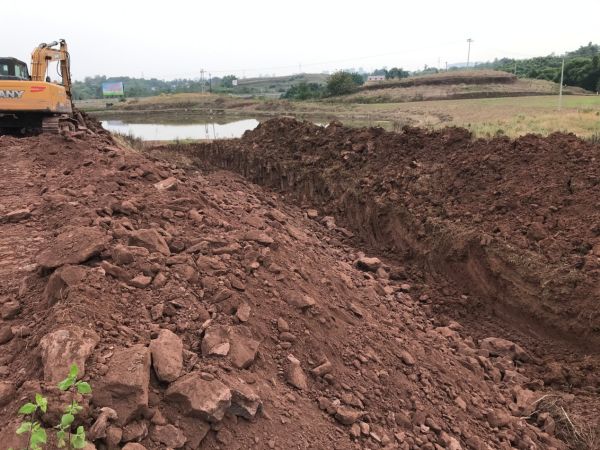 湖南樹人農林科技有限公司,湖南柑橘品種銷售,中國果樹網,常綠果樹類哪里好