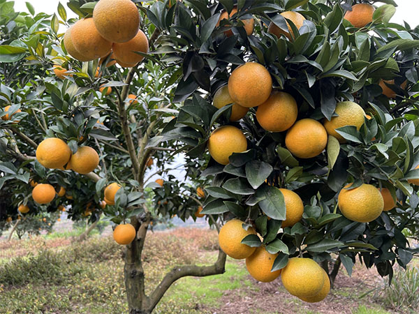 湖南樹人農(nóng)林科技有限公司,湖南柑橘品種銷售,中國(guó)果樹網(wǎng),常綠果樹類哪里好
